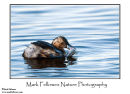 Little grebe Tachybaptus ruficollis
